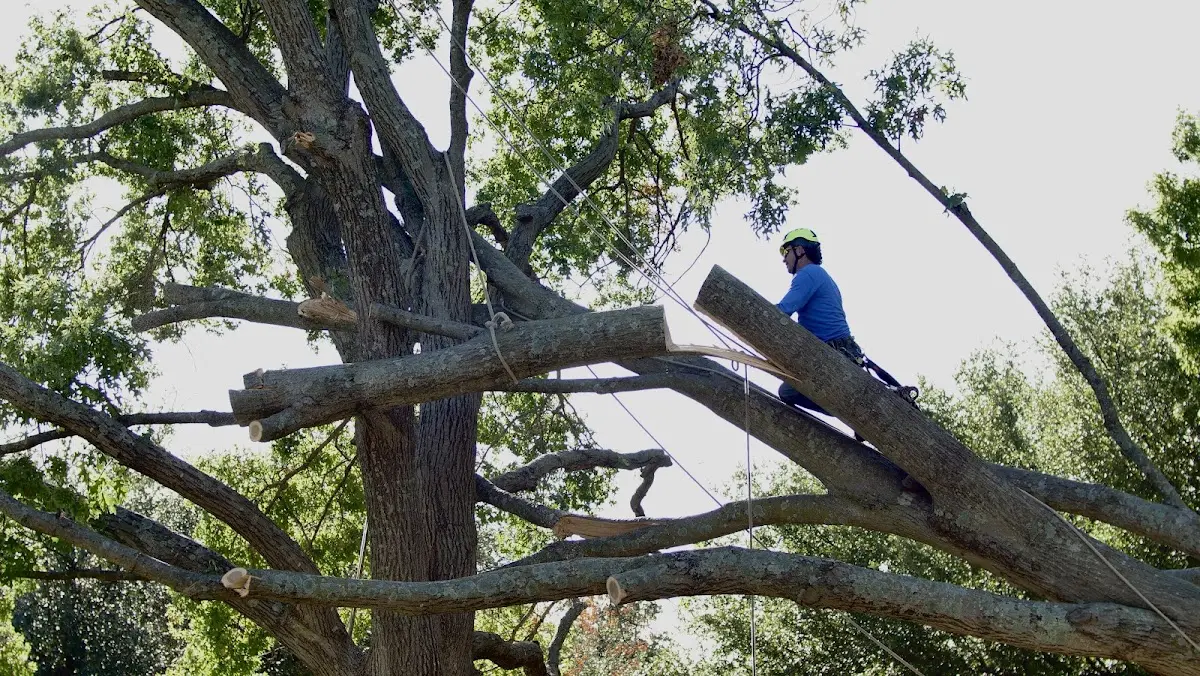 Professional Hazardous Tree Removal performed by certified arborists in Schenley