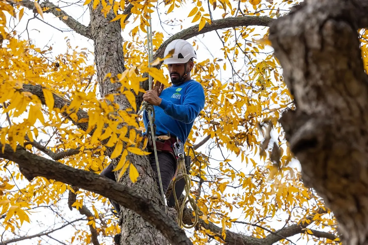 Skilled Tree Pruning crew working in Schenley